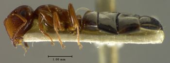 Media type: image; Entomology 21558   Aspect: habitus lateral view